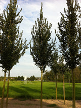 Ulmus glabra 'Columella' ; Pluspunkt: pflegeleicht;;mit zeitnaher Lieferung