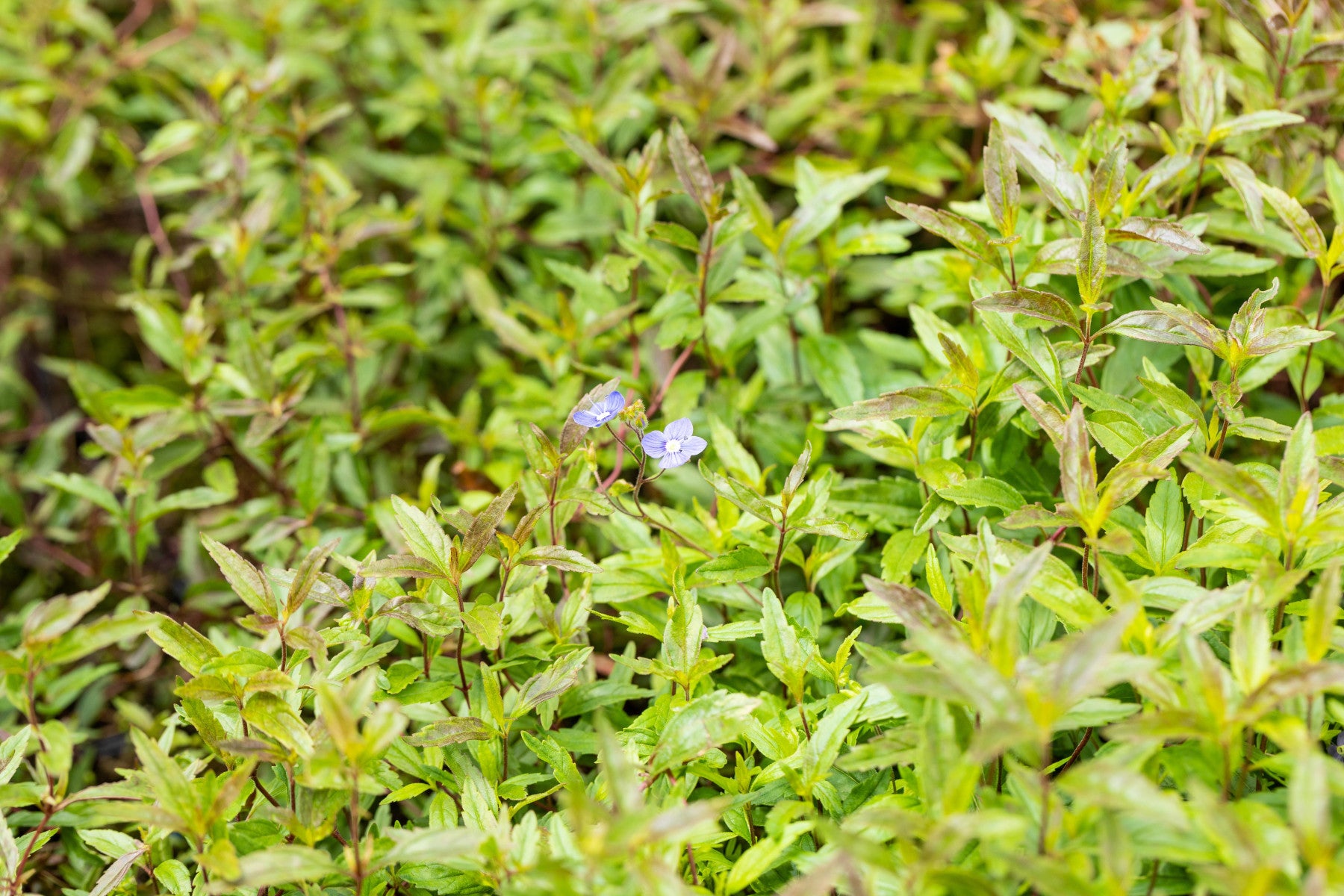 Veronica peduncularis 'Georgian Blue' (Gestielter Garten-Ehrenpreis)