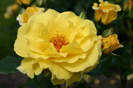 Rosa 'Lichtkönigin Lucia' STR mit Blüte ;;ab 8,10 Euro