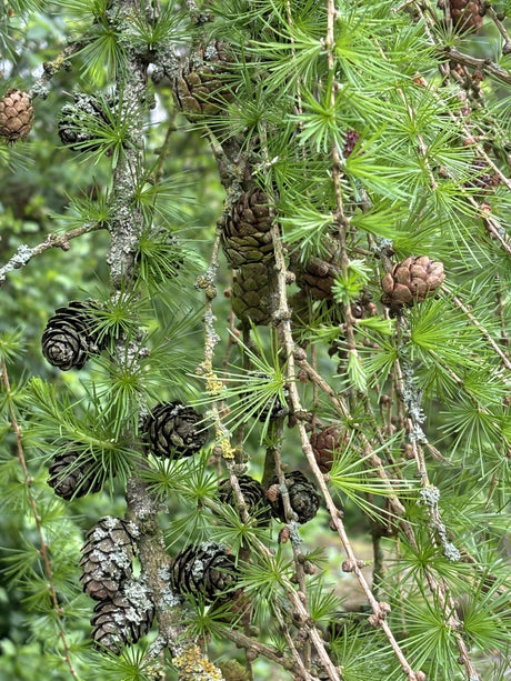 Larix kaempferi HkG 83901 mit Früchten, erhältlich von 25-50 bis 80-120 cm ;;ab 0,88 Euro