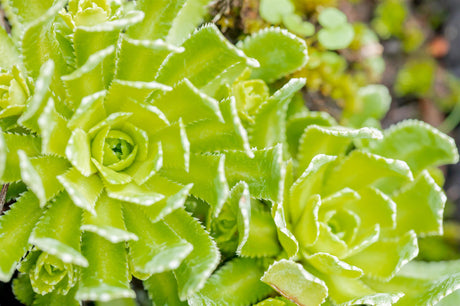 Saxifraga paniculata ;;ab 4,15 Euro