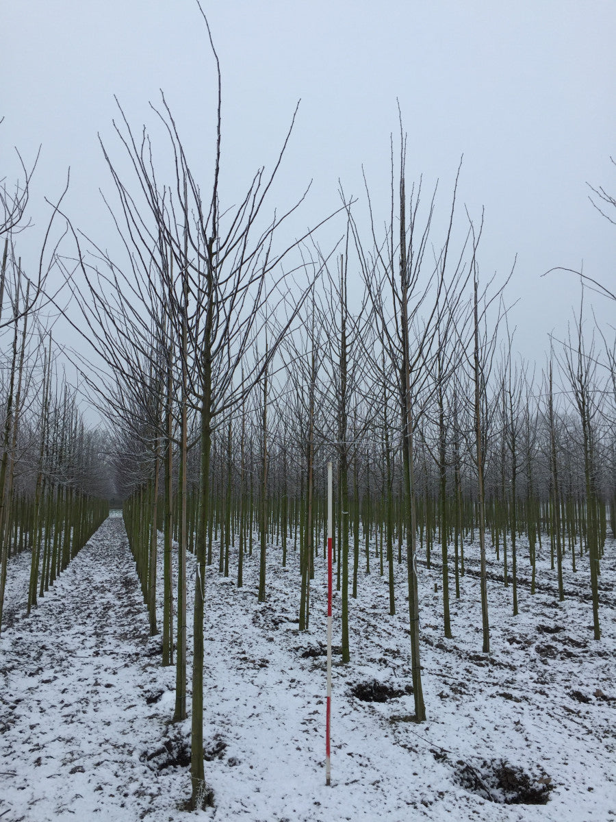 Kaiserlinde 'Pallida' mit Winterlaub, verfügbar in 21 Größen und Varianten ; Einsatz: industrie- und stadtklimafeste Pflanze ; Pluspunkt: attraktive Herbstfärbung;;hier kaufen