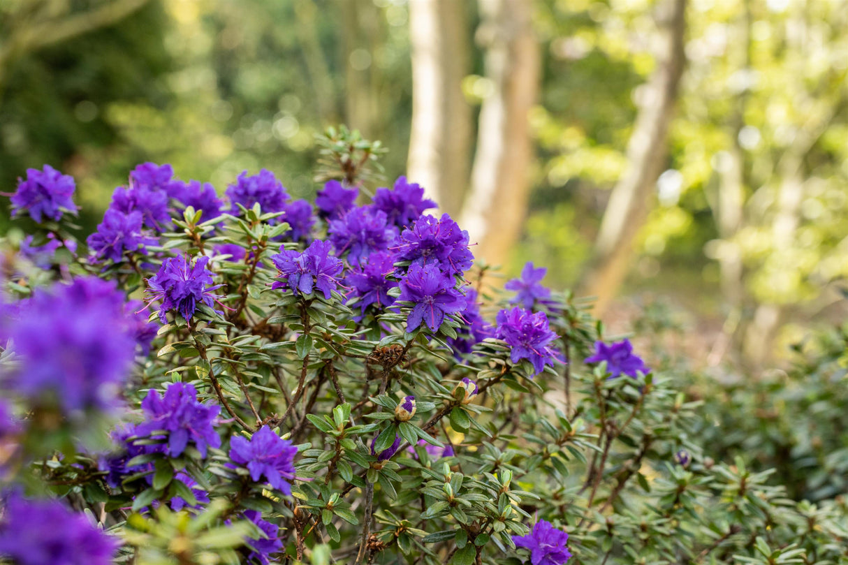 Rhododendron impeditum 'Azurika' mit Blüte, erhältlich von 20-25 bis 40-50 cm ;;ab 16,90 Euro