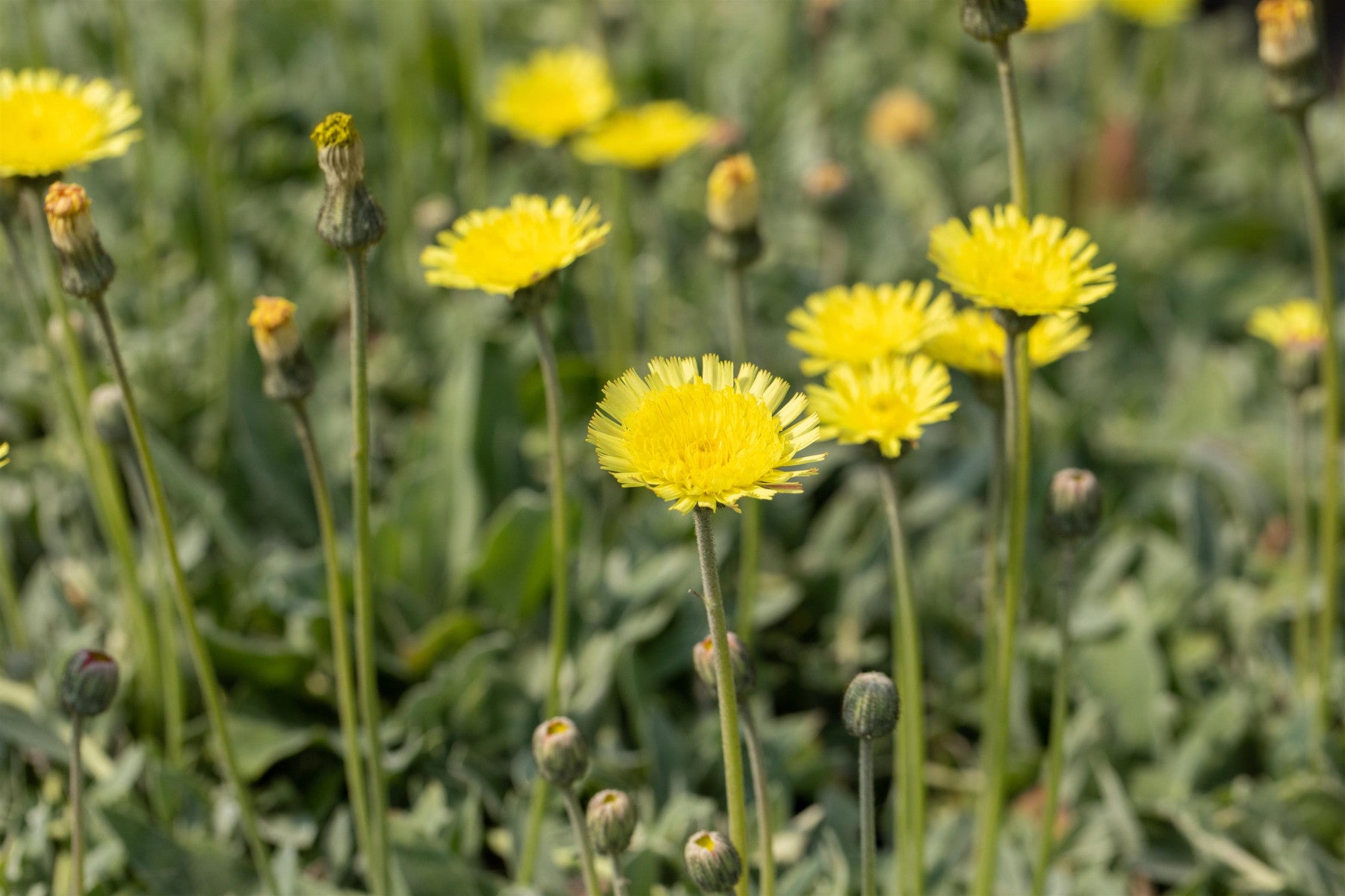 Hieracium pilosella 'Niveum' (Silbrigblättriges Garten-Habichtskraut)