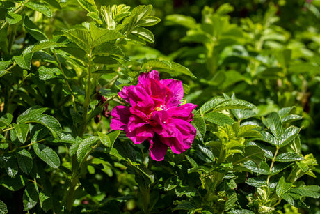 Rosa rugosa 'Foxi' BDR mit Blüte ;;ab 8,10 Euro