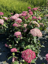 Hydrangea arbor. 'Pink Annabelle' ; Pluspunkt: winterhart;;mit zeitnaher Lieferung