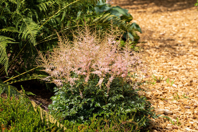 Astilbe x arendsii 'Bressingham Beauty' mit Blüte ;;ab 4,15 Euro