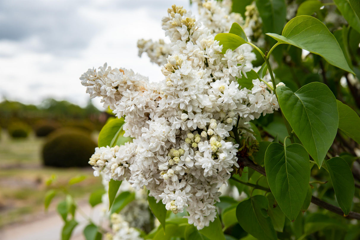 Syringa vulgaris 'Mme Lemoine' mit Blüte, erhältlich als: Solitär, Stämmchen, verschulte Sträucher ; Einsatz: Blütenhecke ; Pluspunkt: schnittverträglich;;günstig mit Qualität