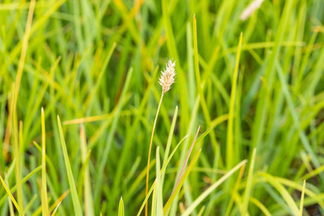 Sesleria heufleriana ;;ab 4,15 Euro