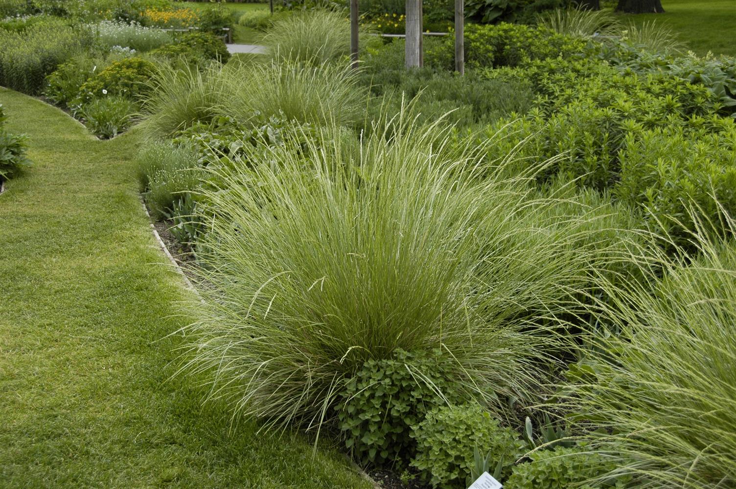 Festuca mairei (Atlas-Schwingel)