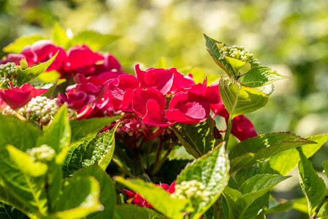 Hydrangea macrophylla 'Fasan' mit Blüte, erhältlich von 40-60 bis 60-80 cm ;;ab 58,00 Euro