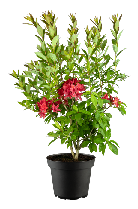 Rhododendron viscosum 'Karminduft' im Topf, erhältlich von 50-60 bis 50-60 cm ;;ab 66,00 Euro