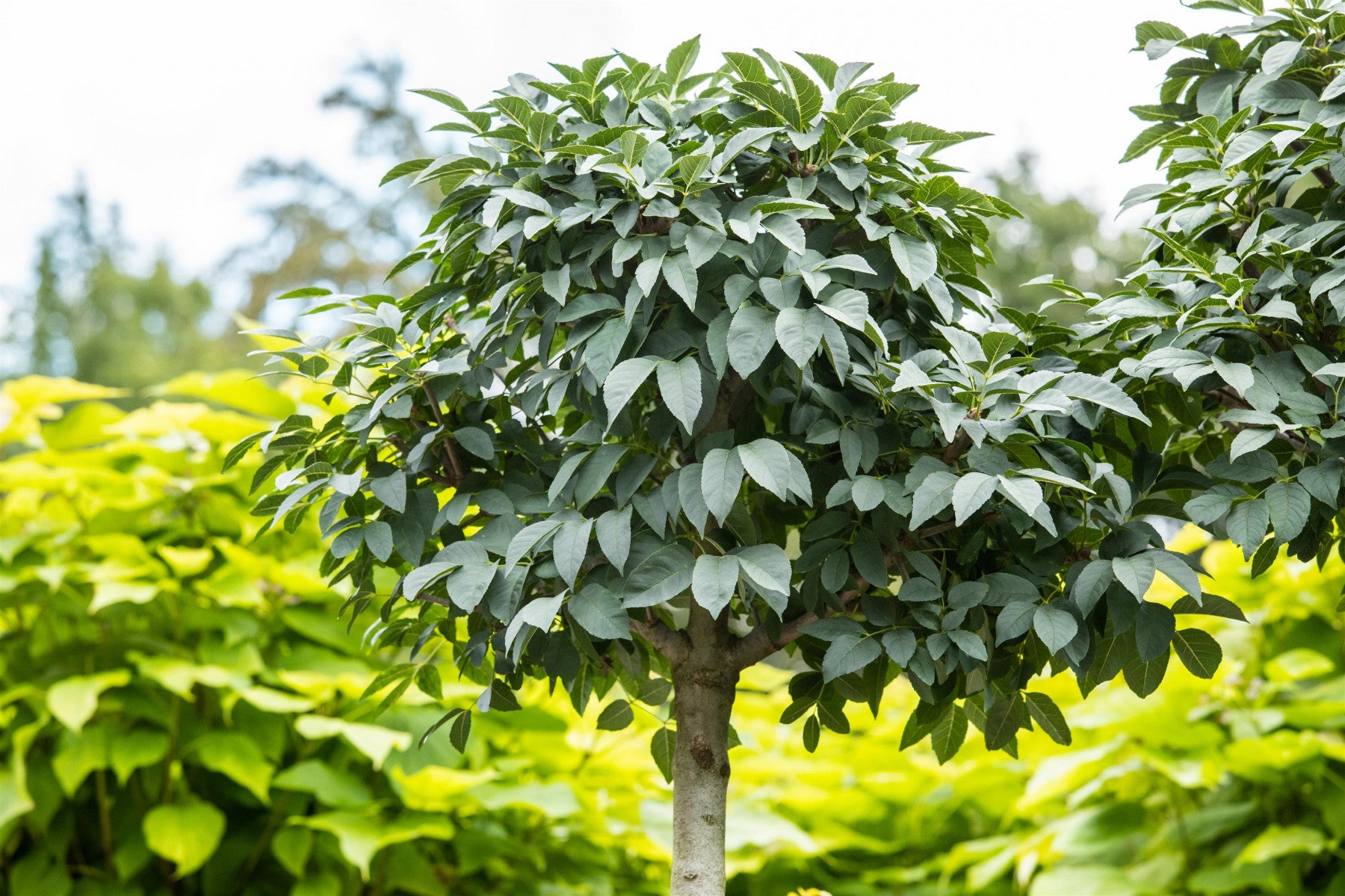 Fraxinus ornus 'Mecsek' (Blumenesche 'Mecsek')