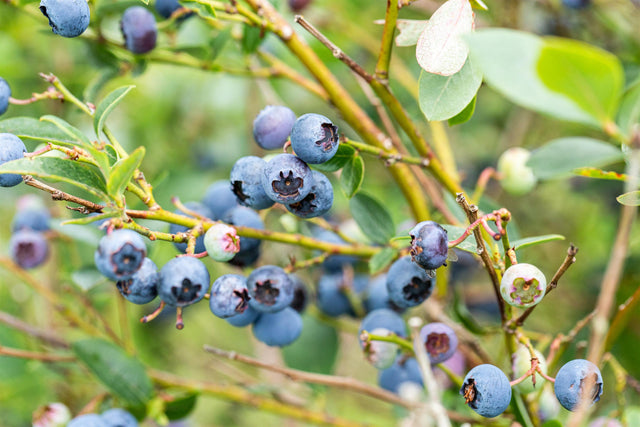 Vaccinium corymb. 'Duke' mit Früchten, erhältlich von 30-40 bis 40-60 cm ;;ab 16,90 Euro