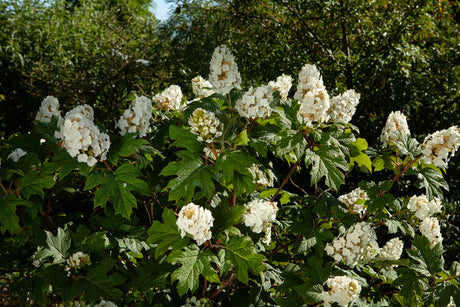 Hydrangea quercifolia 'Snowflake' , erhältlich von 40-60 bis 60-80 cm ;;ab 40,40 Euro