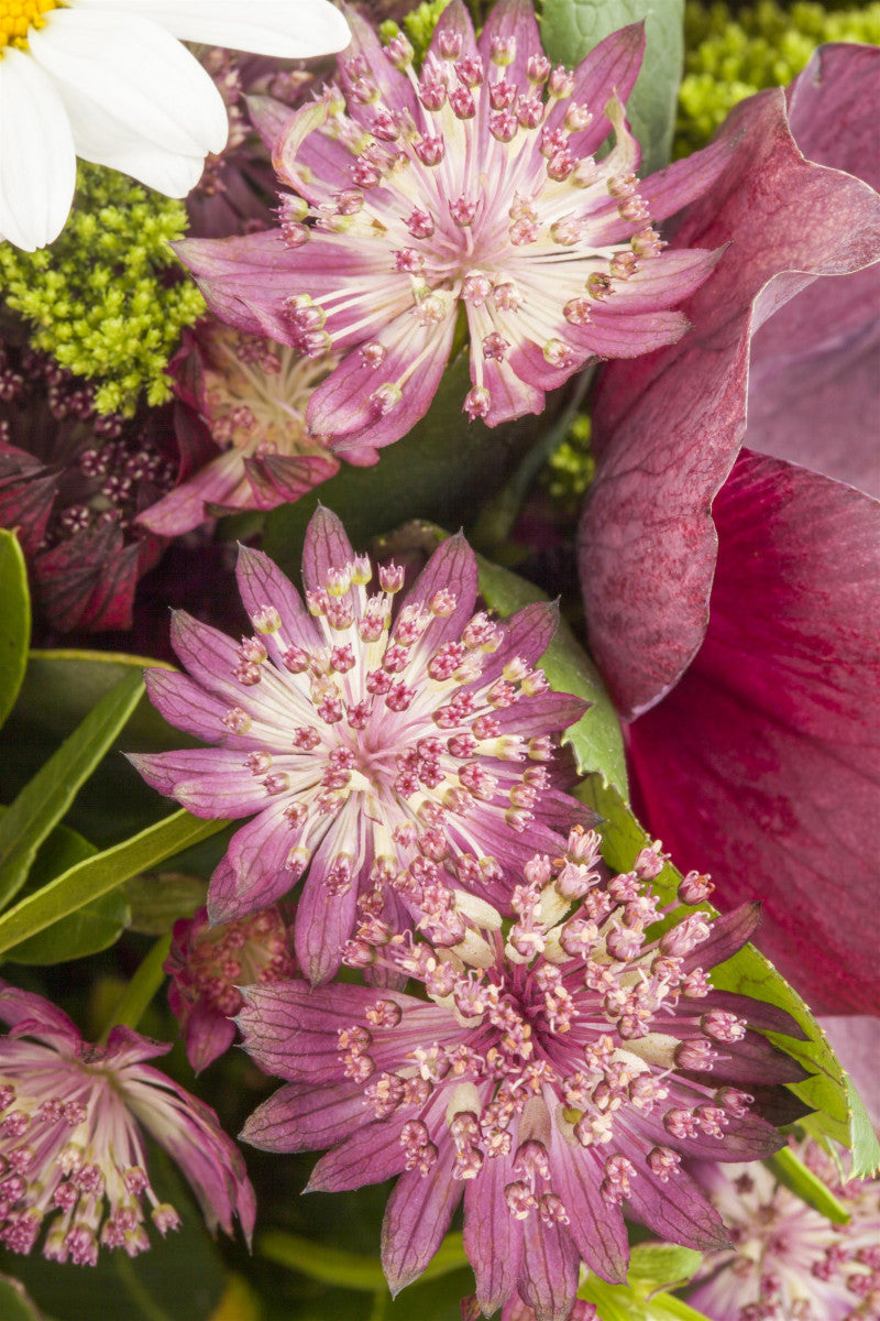 Astrantia major (Große Sterndolde)