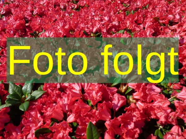 Bild wird ergänzt für Rhododendron Hybr.'Abba' (Rhododendron-Hybride 'Abba')