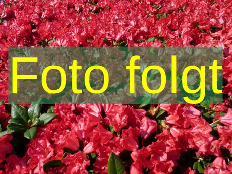 Bild wird ergänzt für Rhododendron Hybr.'Progres' (Rhododendron-Hybride 'Progres')