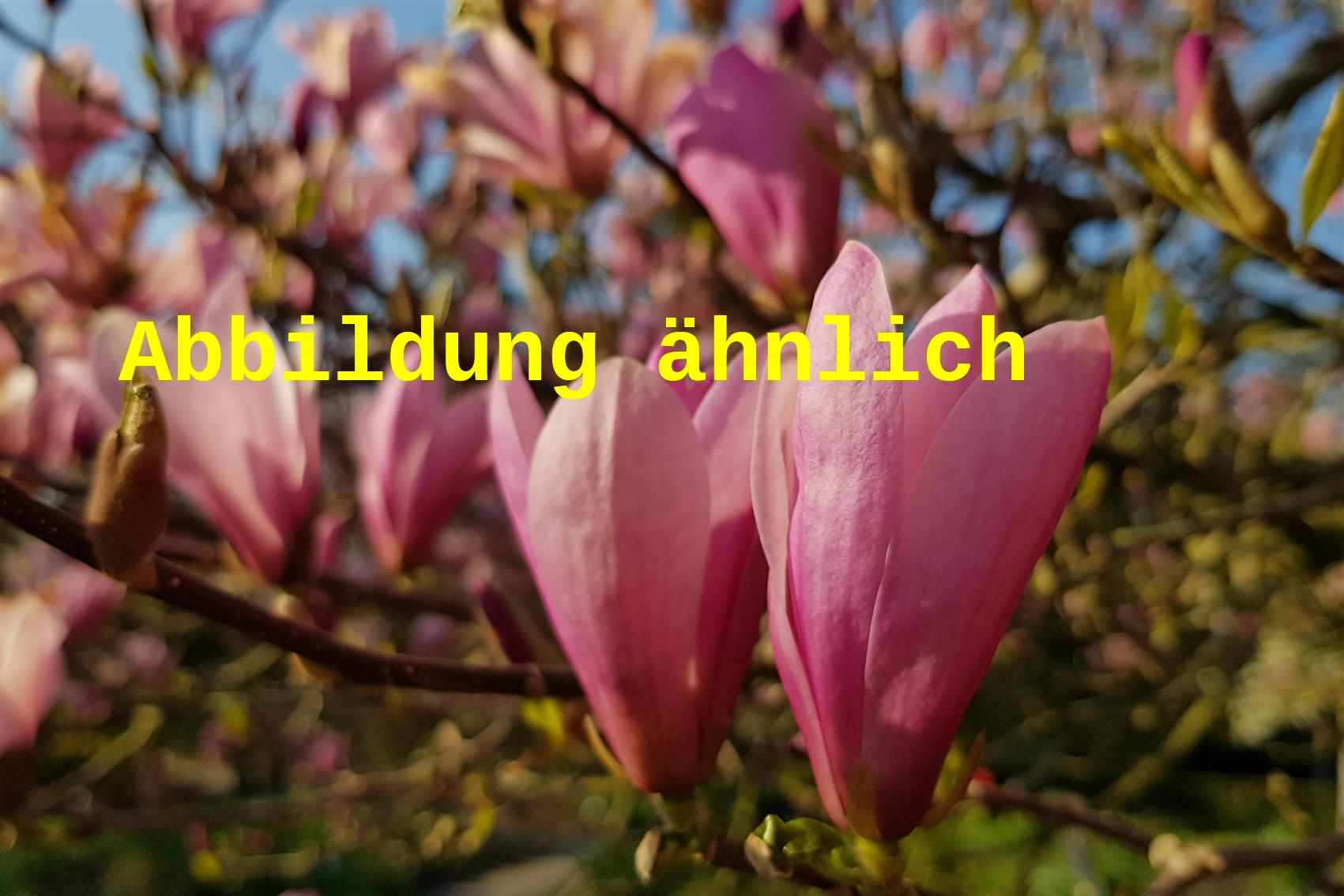 Magnolia soulangiana 'Lennei' (Tulpenmagnolie 'Lennei')