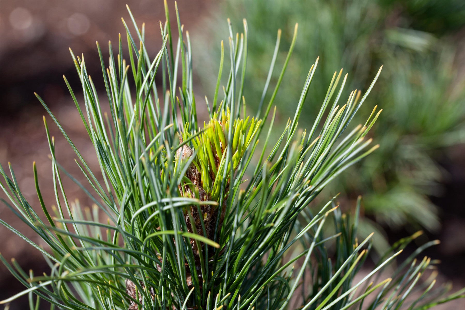 Pinus cembra (Zirbelkiefer)