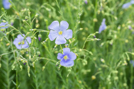 Linum perenne mit Blüte ;;ab 3,35 Euro