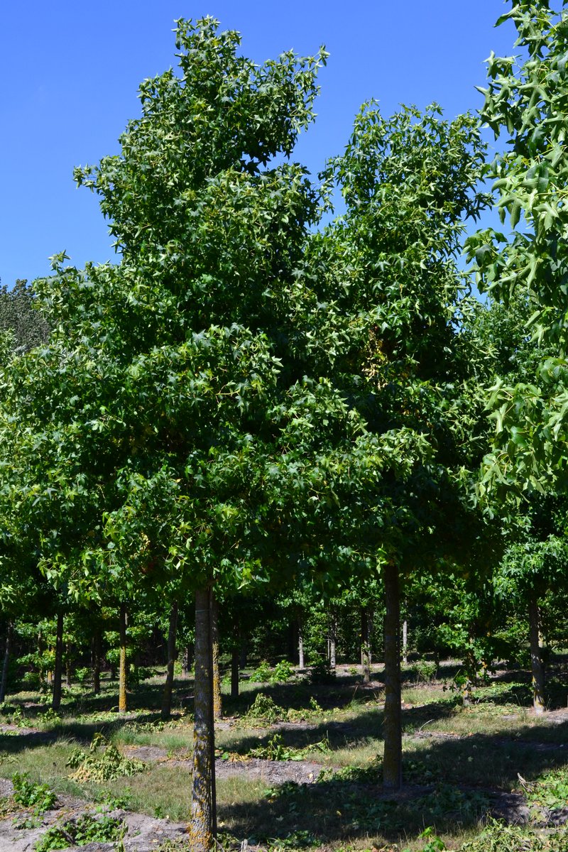 Liquidambar styraciflua (Amerikanischer Amberbaum)