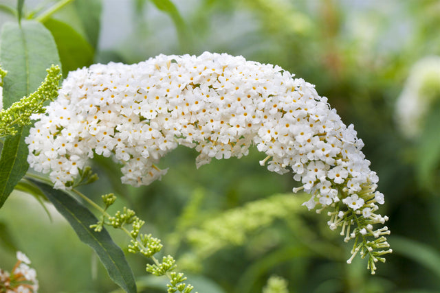 Buddleja 'White Bouquet' mit Blüte, erhältlich von 60-100 bis 125-150 cm ;;ab 13,00 Euro