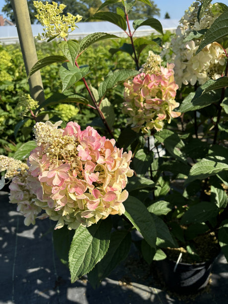 Hydrangea paniculata 'Pinky Winky' mit Blüte, erhältlich von 40-60 bis 60-80 cm ;;ab 31,20 Euro