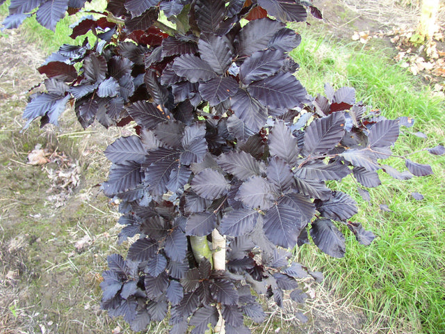 Fagus sylvatica 'Atropunicea' mit Belaubung, erhältlich von 270-330 bis 450-650 cm ;;ab 388,00 Euro