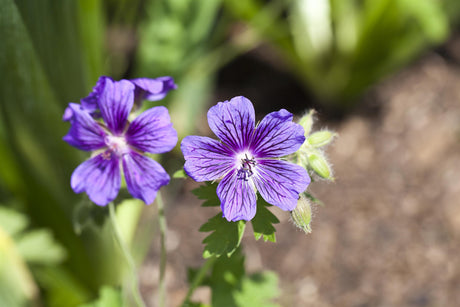 Geranium x magnificum mit Blüte ;;ab 3,80 Euro