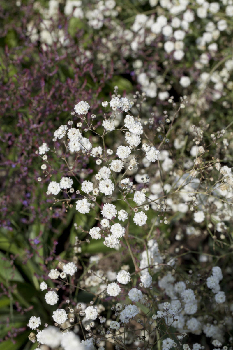 Gypsophila paniculata 'Bristol Fairy' (Gefülltblühendes Garten-Schleierkraut)