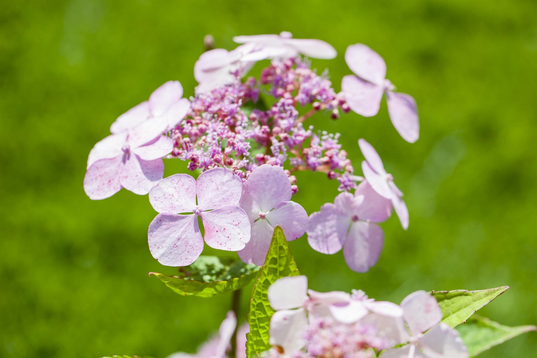 Hydrangea serrata 'Bluebird' (Kleinwüchs. Gartenhortensie 'Bluebird')