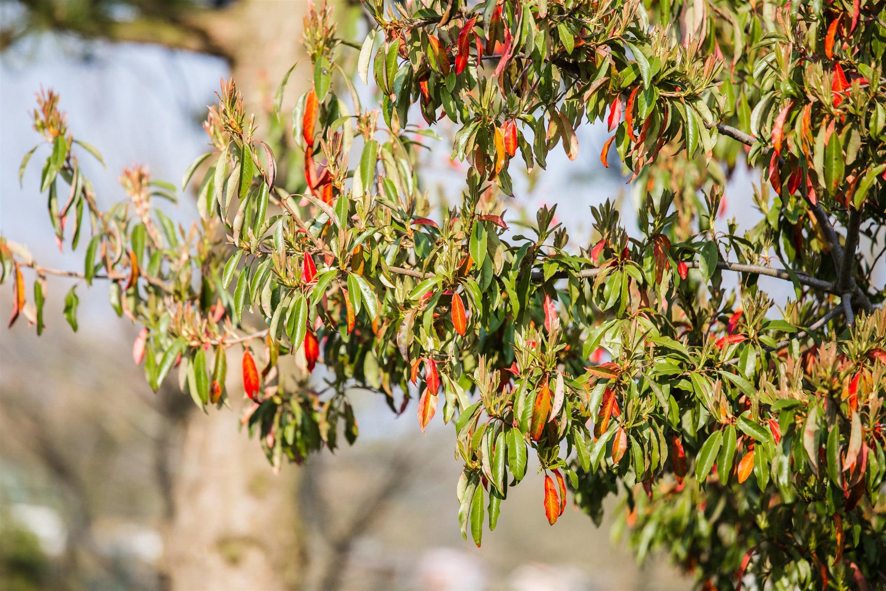 Photinia davidiana (Funkenblatt)