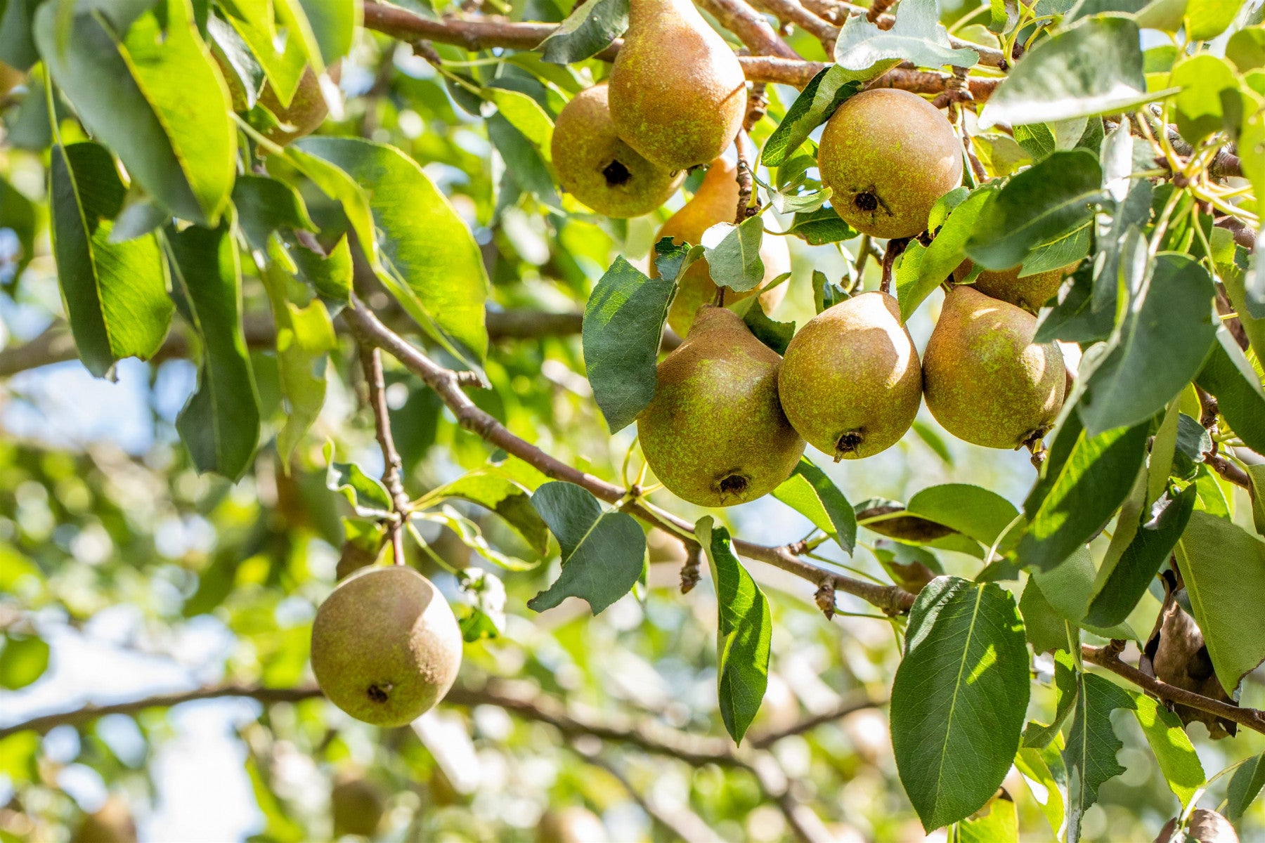 Pyrus com. 'Gute Luise v. Avranches' (Birne 'Gute Luise von Avranches' mittel)