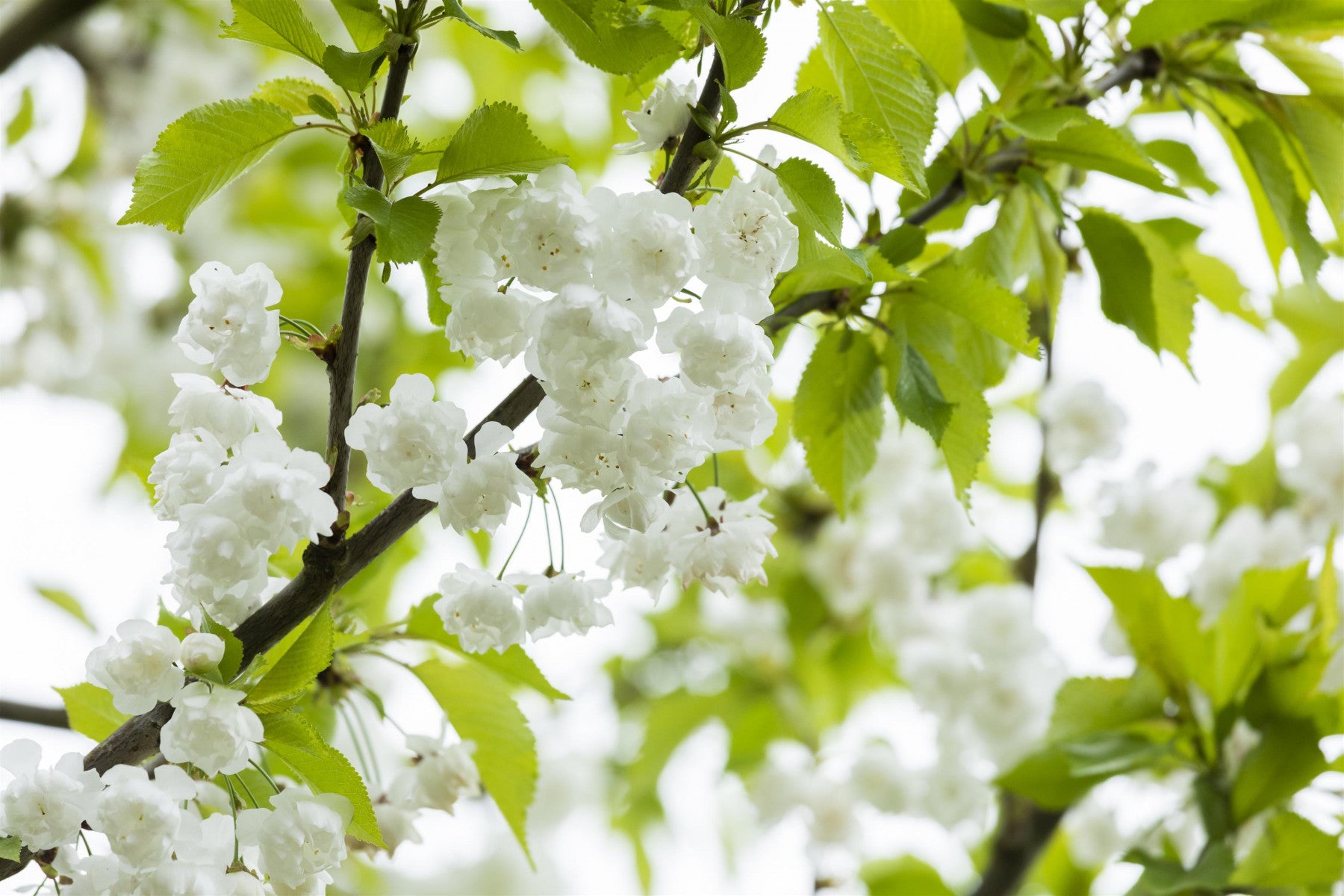 Prunus avium 'Plena' (Gefülltblüh. Vogelkirsche)