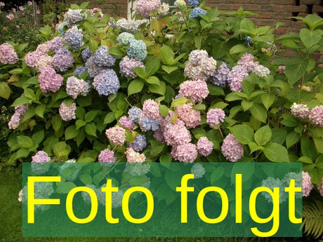 Bild wird ergänzt für Hydrangea macrophylla 'Tovelit' (Bauernhortensie 'Tovelit')