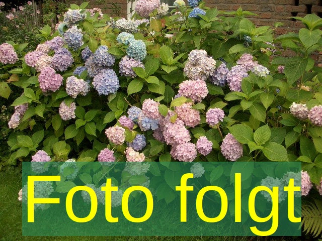 Hydrangea macrophylla 'Möwe' (Bauernhortensie 'Möwe')