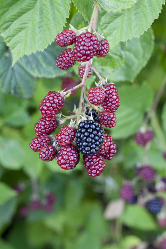 Rubus id. 'Autumn Bliss' mit Früchten ;;ab 16,40 Euro