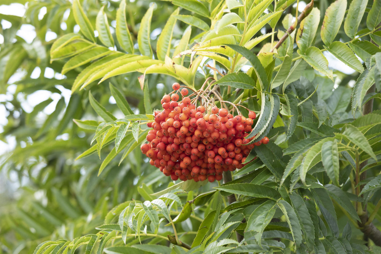 Sorbus domestica 'Dodong' mit Früchten ; Einsatz: Heckenpflanze ; Pluspunkt: robust;;mit zeitnaher Lieferung