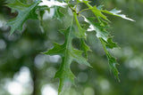 Scarlet Oak mit Sommerbelaubung, erhältlich als: Hochstamm, Heister ; Einsatz: Alleebaum ; Pluspunkt: herbstfärbung;;günstig mit Qualität