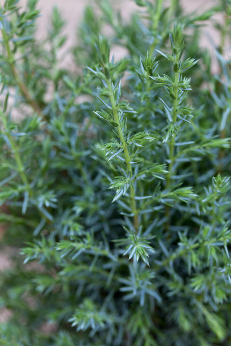 Juniperus com. 'Sentinel' mit Belaubung, erhältlich von 30-40 bis 200-225 cm ;;ab 22,70 Euro