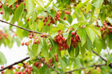 Vogel-Kirsche mit Früchten, erhältlich als: Hochstamm, Heister, leichte Heister, Sämling, verschulte Heister, Alleebaum ; Einsatz: Vogelschutz ; Pluspunkt: pflegeleicht;;günstig mit Qualität