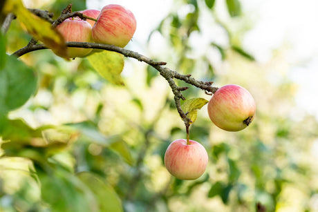 Malus 'Schöner von Herrnhut' mit Früchten, erhältlich von 150-200 bis 450-650 cm ;;ab 34,60 Euro