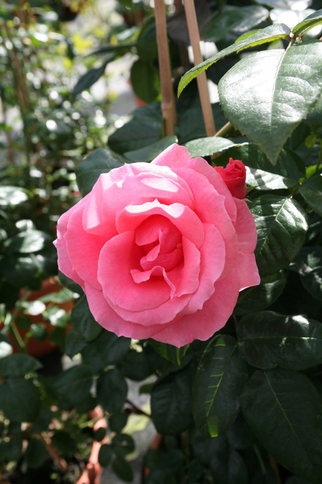 Rosa 'Lawinia' KL mit Blüte ;;ab 10,90 Euro