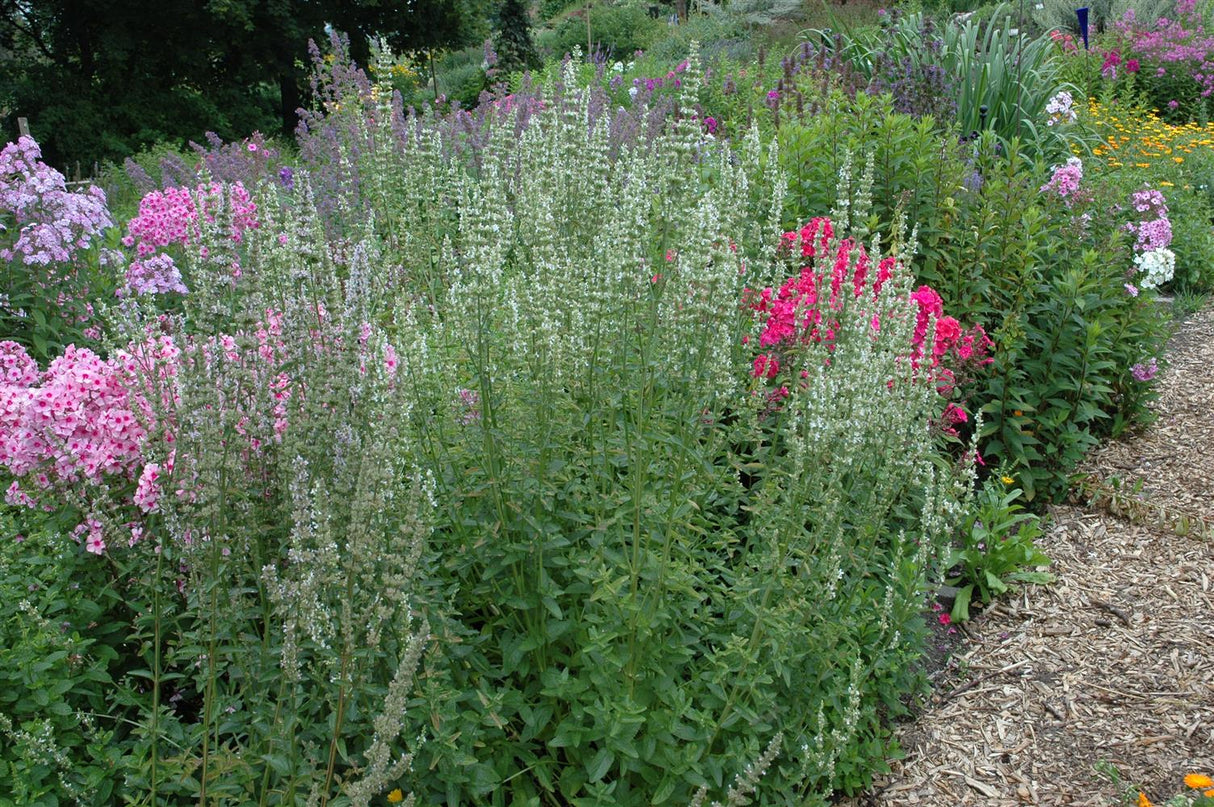 Agastache rugosa 'Alabaster' mit Blüte ;;ab 4,70 Euro