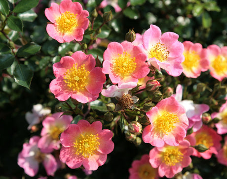 Rosa 'Topolina' BDR mit Blüte ;;ab 9,50 Euro