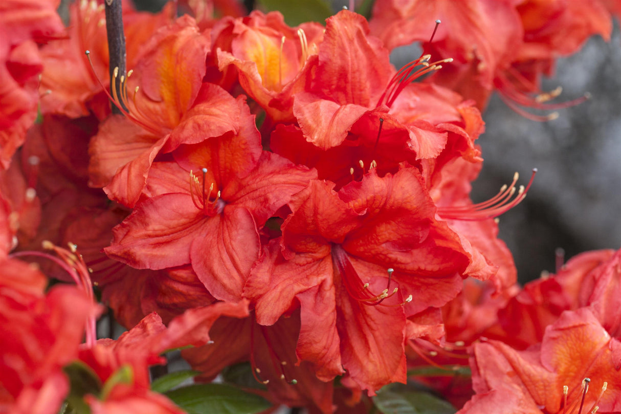 Rhododendron lut. 'Feuerwerk' mit Blüte, erhältlich von 40-50 bis 60-70 cm ;;ab 32,10 Euro