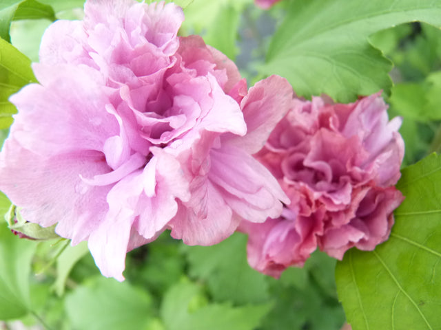 Hibiscus syriacus 'Duc de Brabant' mit Blüte, erhältlich von 40-60 bis 200-250 cm ;;ab 24,60 Euro