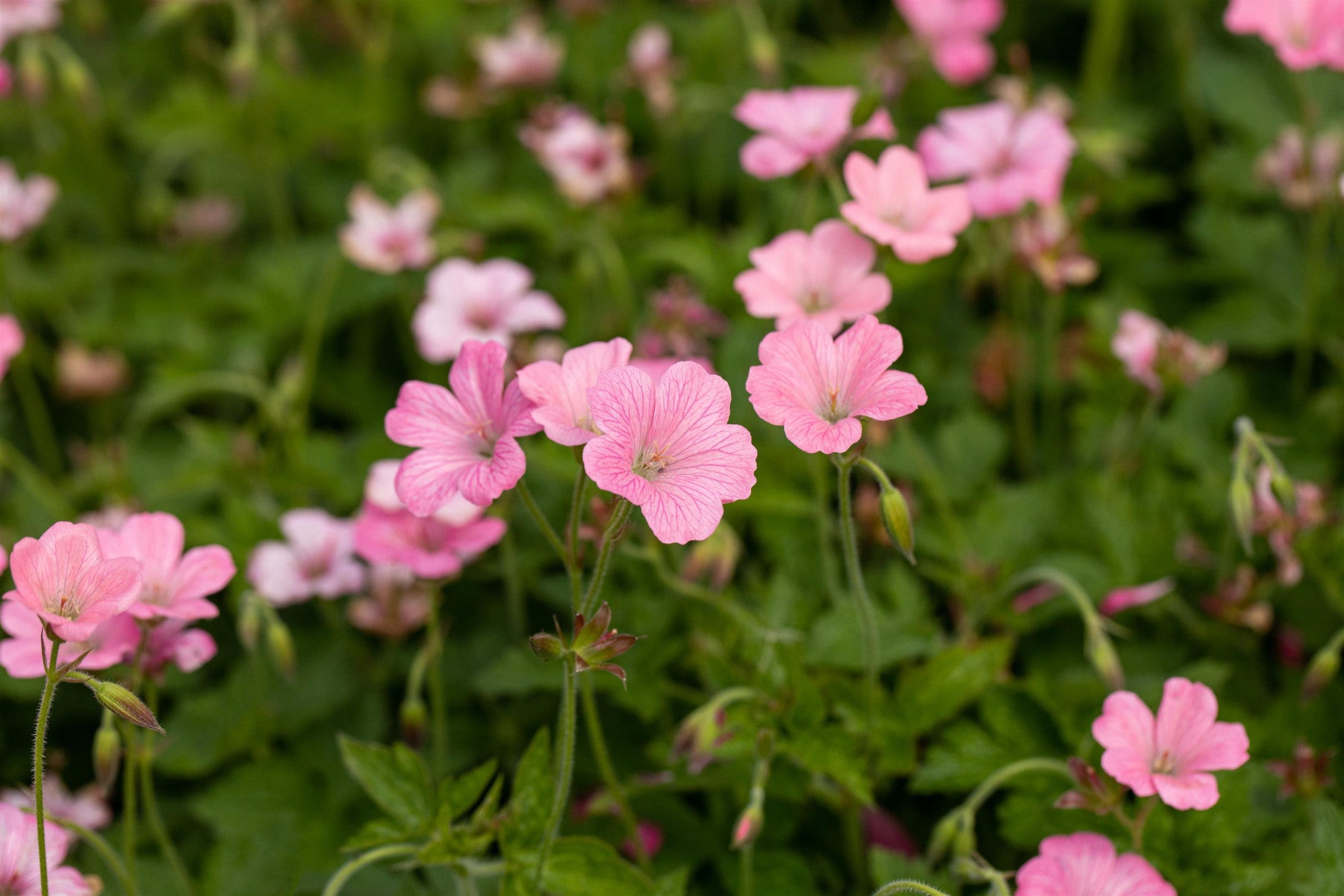 Geranium x oxonianum 'Rosenlicht' (Oxford-Garten-Storchschnabel)