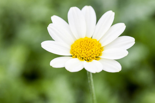 Anthemis tinctoria mit Blüte ;;ab 3,50 Euro